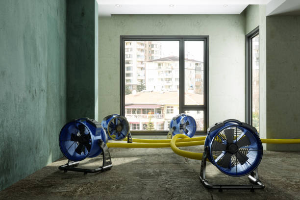 Best Mold removal after water damage  in District Heights, MD